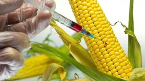 Genetically Modified Seeds Market Trends and Challenges: A Deep Dive into Agricultural Biotechnology