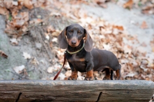 Why Dachshunds are the Worst Breed?