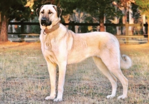 Kangal Dog Price