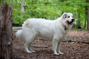 Great Pyrenees vs Coyote