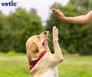 Mastering Puppy Socialization for a Happy, Well-Adjusted Companion