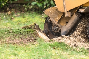 Why is Stump Grinding Essential for Your Landscape's Health? 