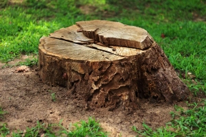 6 Benefits of Hiring Professionals for Stump Removal