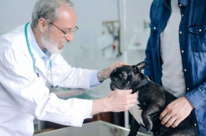 Understanding and Treating Dog Shaking and Drooling: A Guide