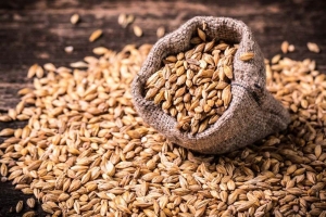 Latin America Barley Market Report: Assessing Key Industry Drivers