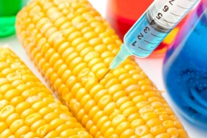 Navigating Sustainability: Genetically Modified Seeds Market and Eco-Friendly Agriculture