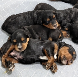 A Deep Dive into Health Testing Protocols for Bernedoodle Dogs