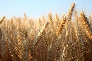 Navigating Regulatory Frameworks in the Latin America Barley Market