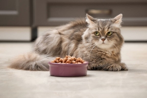 Cat Wet Food Market Analysis: Pet Parent Preferences and Purchasing Patterns