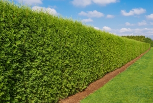 Fast Growing Privacy Trees for Small Garden Owners