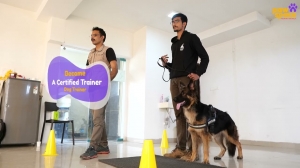 Finding Top-Notch Dog Trainers Near Bangalore with PawSpace