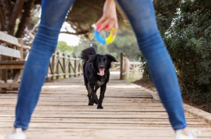 Unlocking Obedience: The Power of One-on-One Dog Training Classes