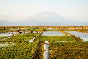 The Blue Revolution: Algaculture Market's Impact on Aquaculture and Beyond