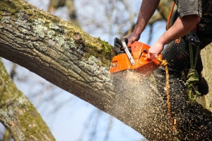 How Much Does Tree Removal Cost?