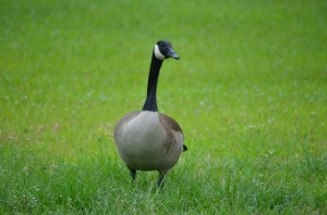 15 Effective Tips to Keep Geese Away from Your Pool