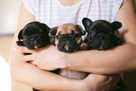 French Bulldog Puppy Prices: Understanding The Costs And What To Look for in a Deal