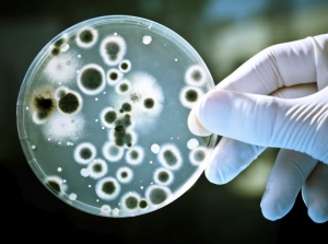 Antimicrobial Coatings Market: Navigating Regulatory Landscape for Enhanced Product Development