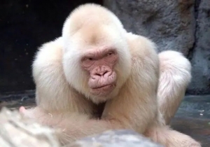 Albino Monkey Breed Complete Guide