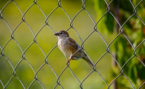 7 Innovative Uses of Chain Link Fences You Never Thought Of