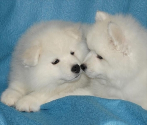 Finding Joy: Samoyed Puppies and Your Perfect Samoyed Breeder Near me