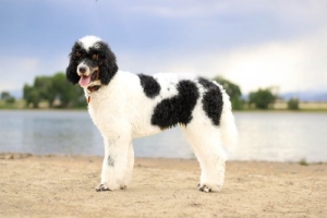bernese mountain dog