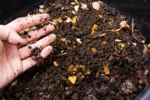 Establishing a Profitable Organic Manure Manufacturing Plant