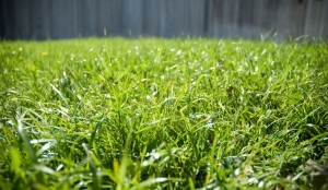 The Future of Landscaping: Thriving in Dry Conditions with Bermuda Grass