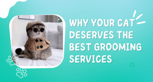 Why Your Cat Deserves the Best Grooming Services