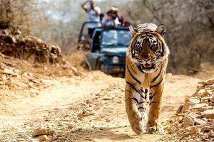 Golden Triangle Vacation With Tiger Safari