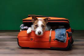 Navigating the World Together: A Comprehensive Guide to Traveling with Your Pet