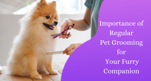 Importance of Regular Pet Grooming for Your Furry Companion