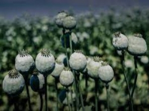 Thebaine: A Potent Alkaloid With Potential Medical Uses