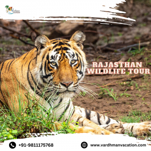Rajasthan Wildlife Tour Packages: Explore the Rich Wildlife of Rajasthan
