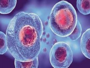Autologous Stem Cell and Non-Stem Cell Based Therapies Market is Estimated to Witness High Growth Owing to Increased investments in R&D