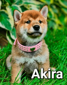 4EVERPUPS: Your Source for Shiba Inu Puppies for Sale.