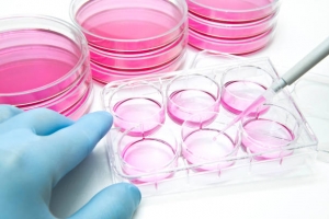 From Bench to Bioproduction: Unveiling the Market Dynamics Shaping Cell Culture Industries