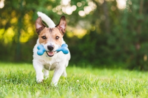 For What Reason Is Puppy Training In New York City Significant?