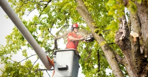 10 Essential Tree Trimming Tips Every Homeowner Should Know