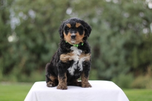 A Few Quick Tips to Help You Find the Best Bernese Mountain Dog Poodle Mix Puppy Breeder