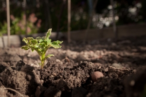 How Do the Organic Amendments For Soil Help You Take Your Farming Business To the Next Level?