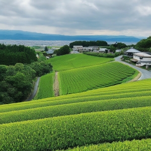 The Health Benefits of Japanese Green Tea: A Guide for Indian Consumers