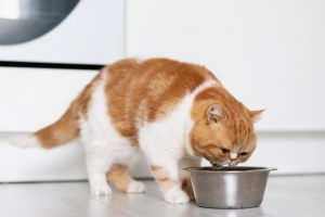 6 Helpful Tips for Feeding Cats That Are Fussy Eaters