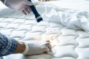 Why Professional Bed Bug Exterminators Are Essential: Understanding The Risks