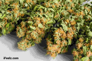 Discover the Benefits and Legality of THCP Flower: A Guide to THCP's Effects, Uses, and Safety