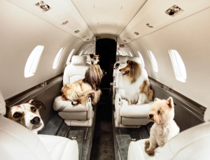 How Do You Prepare Your Pet For A Seamless Journey With Animal Travel Services in Canada?