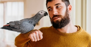 Bird Courier: Safe and Reliable Transport Services for Our Feathered Friends