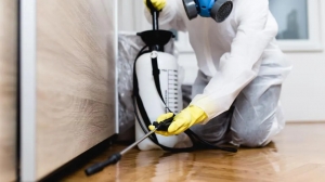 Top 5 Detailed Ways To Prevent Pests In Your Apartment