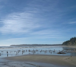 Ucluelet's Untouched Paradise: Why Your Next Stay Should Be in a Vacation Cabin!