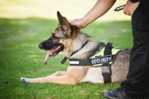 Enhancing Security Measures in London with Professional Security Dog Services