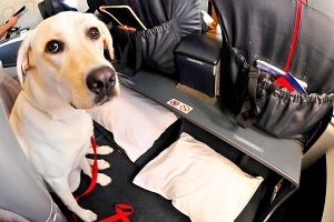 How to Ensure a Smooth Journey with JetBlue Pet Policy